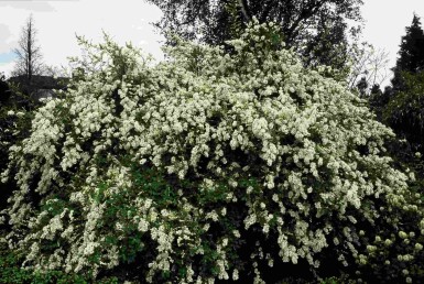 Prunkspiere 'The Bride' Exochorda macrantha 'The Bride' Strauch 150-175 C5 Exochorda macrantha 'The Bride' Strauch 150-175 cm