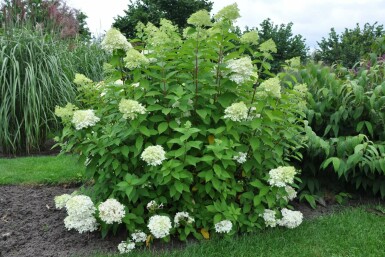 Rispen-Hortensie 'Limelight' Hydrangea paniculata 'Limelight' strauch 30-40 C2 Hydrangea paniculata 'Limelight' Strauch 30-40 cm