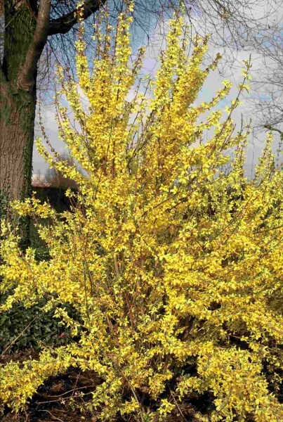 Forsythia intermedia 'Weekend' Strauch 60-80 cm