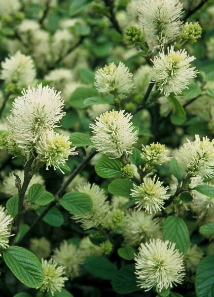 Großer Federbuschstrauch Fothergilla major Strauch 25-30 C3 Fothergilla major Strauch 25-30 cm