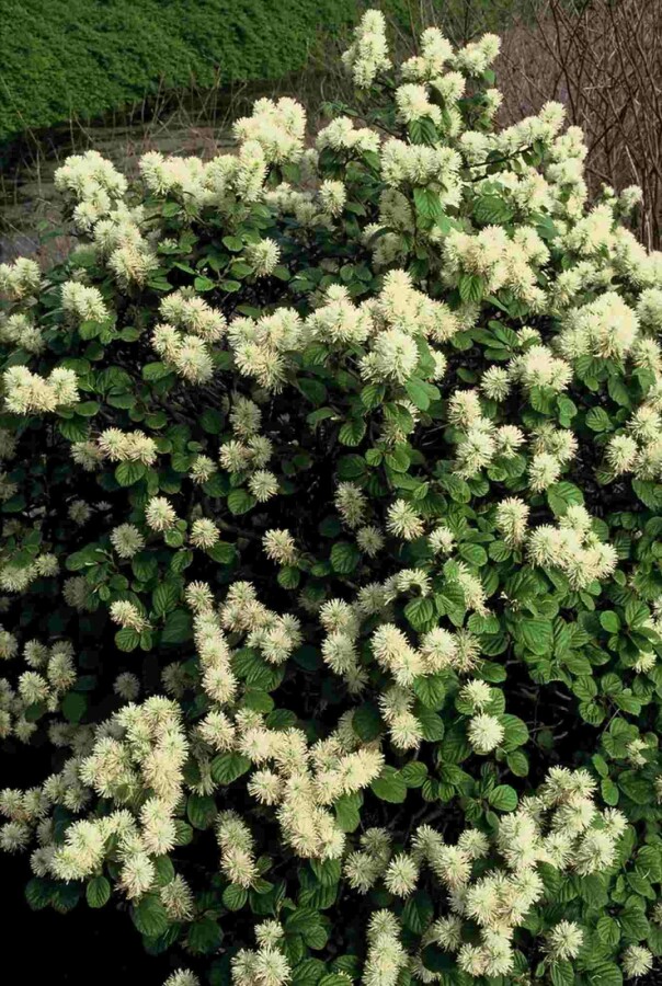 Großer Federbuschstrauch Fothergilla major Strauch 60-80 C20 Fothergilla major Strauch 60-80 cm