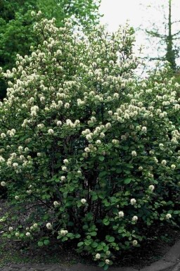 Fothergilla major Strauch 60-80 cm