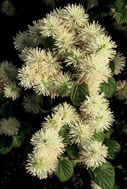 Großer Federbuschstrauch Fothergilla major Strauch 60-80 C20 Fothergilla major Strauch 60-80 cm