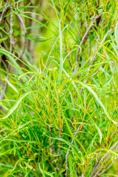 Frangula alnus 'Fine Line' Strauch 60-80 cm