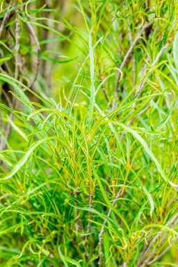Frangula alnus 'Fine Line' Strauch 60-80 cm