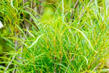 Frangula alnus 'Fine Line' Strauch 150-175 cm