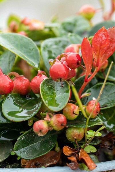 Rote Teppichbeere Gaultheria procumbens Strauch 15-20 C1,3 Gaultheria procumbens Strauch 15-20 cm