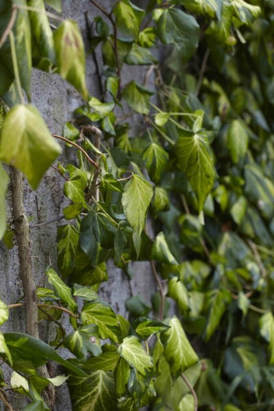 Hedera colchica 'Fall Favourite' Strauch 30-40 cm