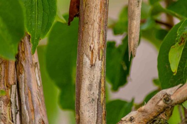 Heptacodium miconioides Strauch 100-125 cm