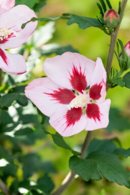 Kein Bild verfügbar