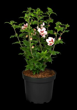 Hibiscus syriacus 'Hamabo' Strauch 80-100 cm