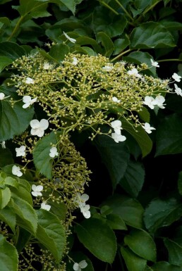 Hydrangea anomala subsp. petiolaris Strauch 80-100 cm