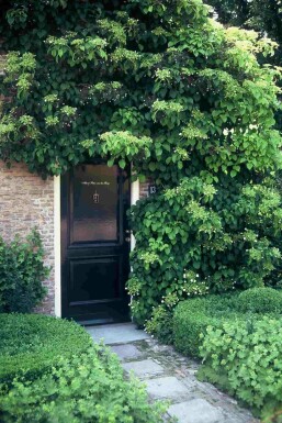 Hydrangea anomala subsp. petiolaris Strauch 100-125 cm