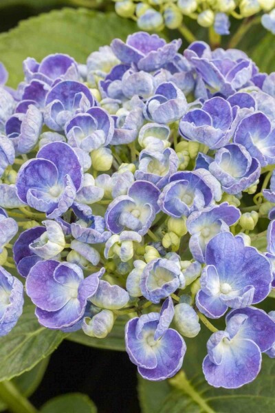 Bauernhortensie Hydrangea macrophylla 'Ayesha' Strauch 30-40 C3 Hydrangea macrophylla 'Ayesha' Strauch 30-40 cm