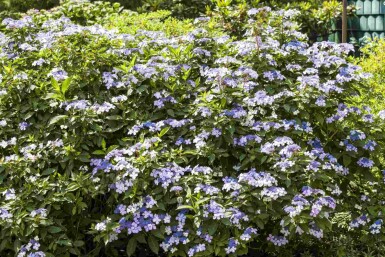Hydrangea macrophylla 'Bodensee' Strauch 30-40 cm