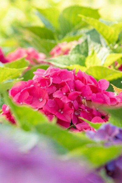 Bauernhortensie Hydrangea macrophylla 'Bouquet Rose' Strauch 80-100 C10 Hydrangea macrophylla 'Bouquet Rose' Strauch 80-100 cm