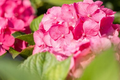Hydrangea macrophylla 'Bouquet Rose' Strauch 80-100 cm