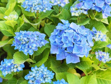 Hydrangea macrophylla 'Nikko Blue' Strauch 40-50 cm