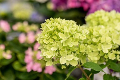 Hydrangea paniculata 'Limelight' Strauch 40-50 cm