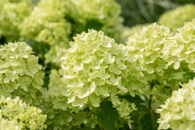 Hydrangea paniculata 'Limelight' Strauch 50-60 cm