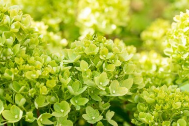 Hydrangea paniculata 'Limelight' Strauch 50-60 cm