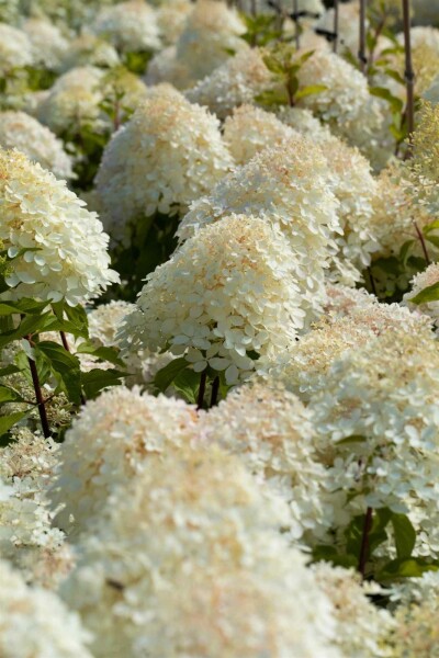Rispenhortensie Hydrangea paniculata 'Phantom' Strauch 80-100 C7,5 Hydrangea paniculata 'Phantom' Strauch 80-100 cm
