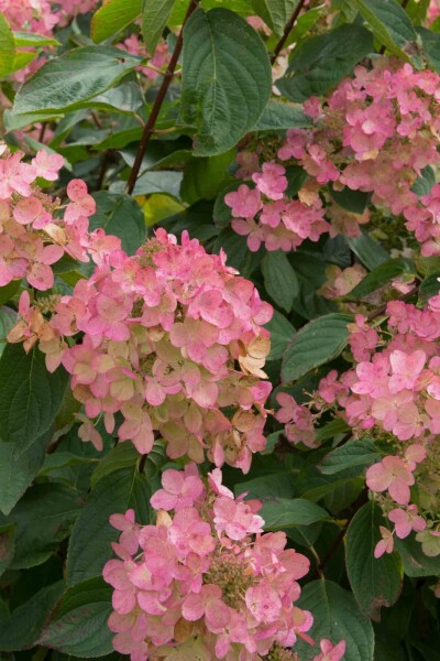 Gartenhortensie Hydrangea paniculata 'Pink Diamond' Strauch 60-80 C7,5 Hydrangea paniculata 'Pink Diamond' Strauch 60-80 cm
