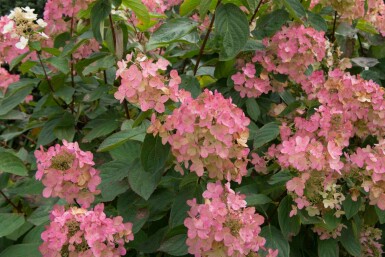 Gartenhortensie Hydrangea paniculata 'Pink Diamond' Strauch 60-80 C7,5 Hydrangea paniculata 'Pink Diamond' Strauch 60-80 cm