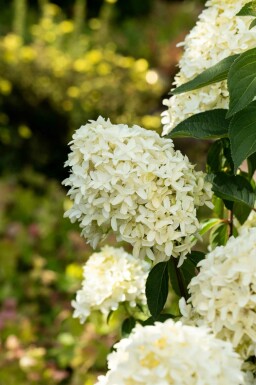 Rispenhortensie Hydrangea paniculata 'Skyfall' Strauch 40-50 C3 Hydrangea paniculata 'Skyfall' Strauch 40-50 cm