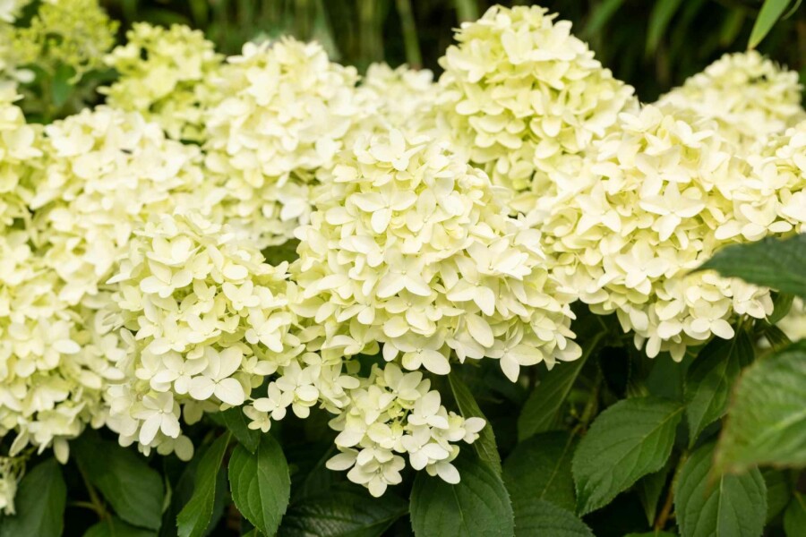 Rispenhortensie Hydrangea paniculata 'Skyfall' Strauch 60-80 C7,5 Hydrangea paniculata 'Skyfall' Strauch 60-80 cm