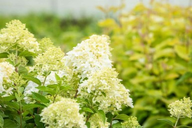 Hydrangea paniculata 'Skyfall' Strauch 60-80 cm