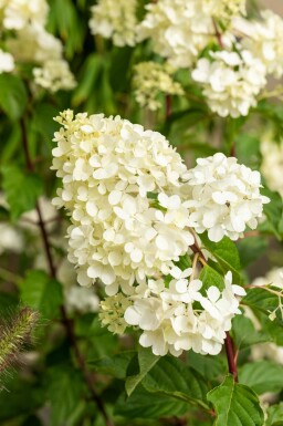 Rispenhortensie Hydrangea paniculata 'Vanille Fraise' Strauch 40-60 C3 Hydrangea paniculata 'Vanille Fraise' Strauch 40-60 cm