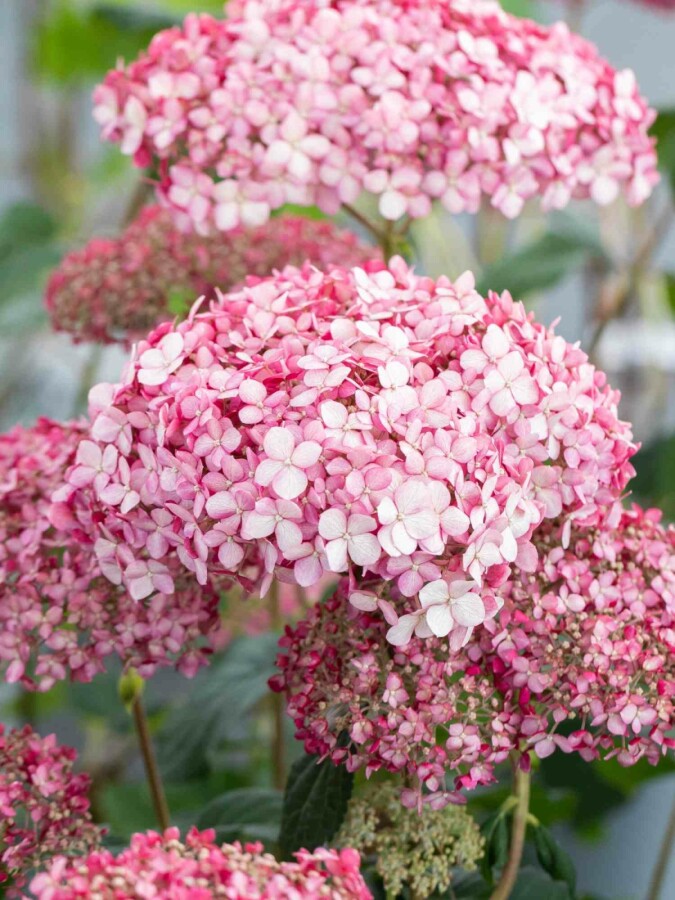 Schneeballhortensie Hydrangea 'Pink Annabelle' Strauch 30-40 C3 Hydrangea 'Pink Annabelle' Strauch 30-40 cm