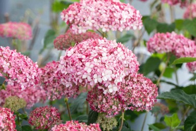 Hydrangea 'Pink Annabelle' Strauch 30-40 cm