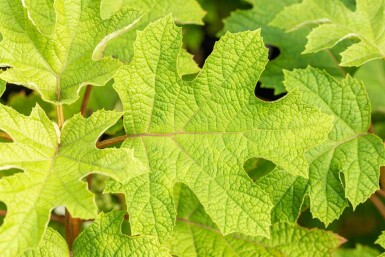 Eichenhortensie Hydrangea quercifolia 'Ruby Slippers' Strauch 30-40 C3 Hydrangea quercifolia 'Ruby Slippers' Strauch 30-40 cm
