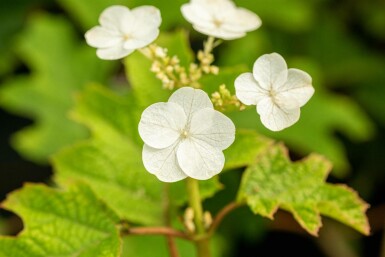 Eichenhortensie Hydrangea quercifolia 'Ruby Slippers' Strauch 40-60 C5 Hydrangea quercifolia 'Ruby Slippers' Strauch 40-60 cm