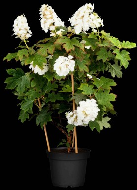 Eichenhortensie Hydrangea quercifolia 'Ruby Slippers' Strauch 60-80 C7,5 Hydrangea quercifolia 'Ruby Slippers' Strauch 60-80 cm