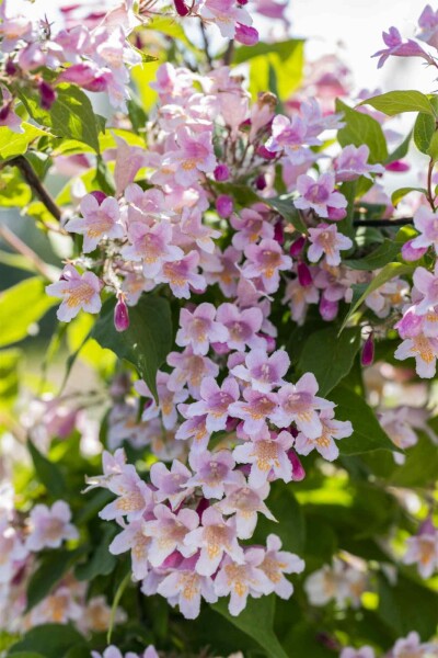 Perlmuttstrauch Kolkwitzia amabilis Strauch 30-40 C3 Kolkwitzia amabilis Strauch 30-40 cm