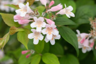 Perlmuttstrauch Kolkwitzia amabilis Strauch 30-40 C3 Kolkwitzia amabilis Strauch 30-40 cm