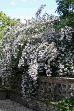 Perlmuttstrauch Kolkwitzia amabilis Strauch 30-40 C3 Kolkwitzia amabilis Strauch 30-40 cm