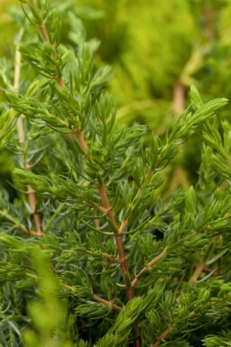 Kriechender Wacholder Juniperus communis 'Repanda' Topf Juniperus communis 'Repanda' Strauch