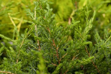 Kriechender Wacholder Juniperus communis 'Repanda' Topf Juniperus communis 'Repanda' Strauch
