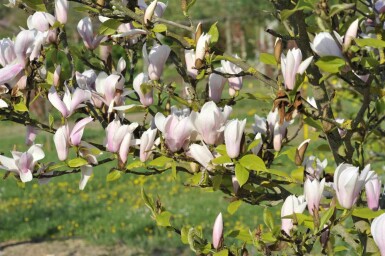 Magnolia 'Heaven Scent' Strauch 125-150 cm