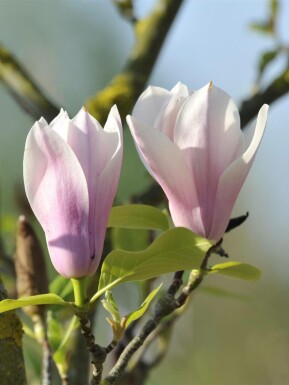 Magnolia 'Heaven Scent' Strauch 125-150 cm