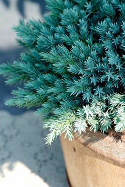 Zwerg-Wacholder Juniperus squamata 'Blue Star' Topf Juniperus squamata 'Blue Star' Strauch