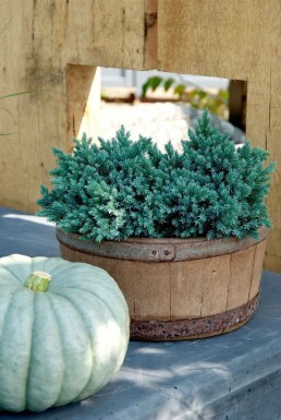 Zwerg-Wacholder Juniperus squamata 'Blue Star' Topf Juniperus squamata 'Blue Star' Strauch