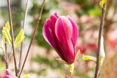 Magnolia liliiflora 'Nigra' Strauch 125-150 cm