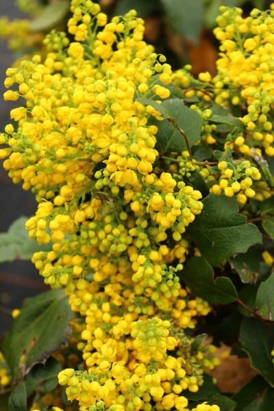 Mahonia aquifolium 'Apollo' Strauch 40-50 cm