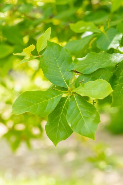 Nyssa sylvatica Strauch 40-60 cm