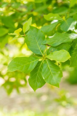 Nyssa sylvatica Strauch 40-60 cm